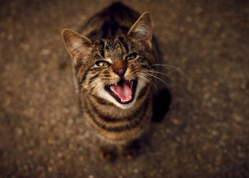 O que significa quando seu gato mia sem parar, segundo especialistas?