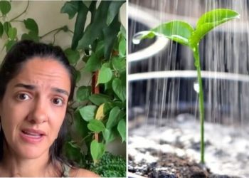 Letícia Bueno, "Hidrofobia, isso pode estar matando as suas plantas"