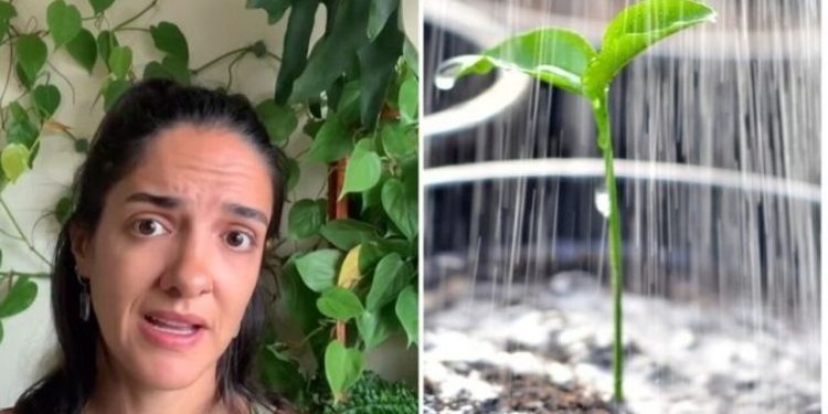 Letícia Bueno, "Hidrofobia, isso pode estar matando as suas plantas"