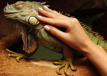 Os pets exóticos mais desejados pelos brasileiros