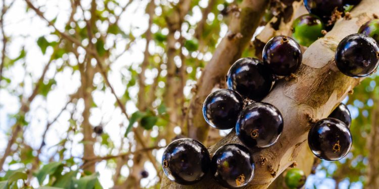 A fruta queridinha dos brasileiros que você precisa ter em casa