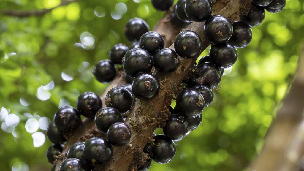 A fruta queridinha dos brasileiros que você precisa ter em casa