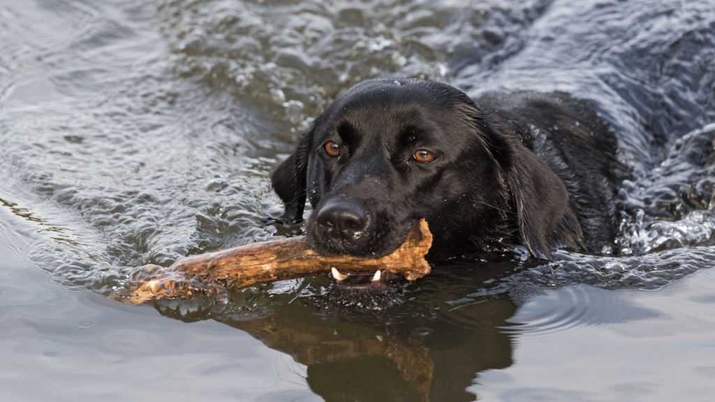 As raças de cães mais incríveis para aventuras na água