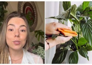 Camilla Lelis, "É preciso limpar as folhas das plantas"