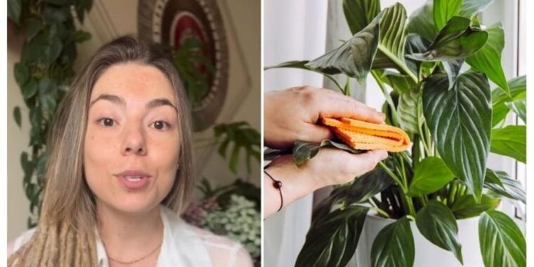 Camilla Lelis, "É preciso limpar as folhas das plantas"