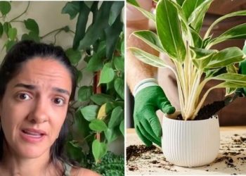 Letícia Bueno, "Quando fazer a manutenção da sua plantas?"