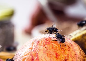 Moscas nas frutas? Resolva isso hoje mesmo com 3 passos simples!