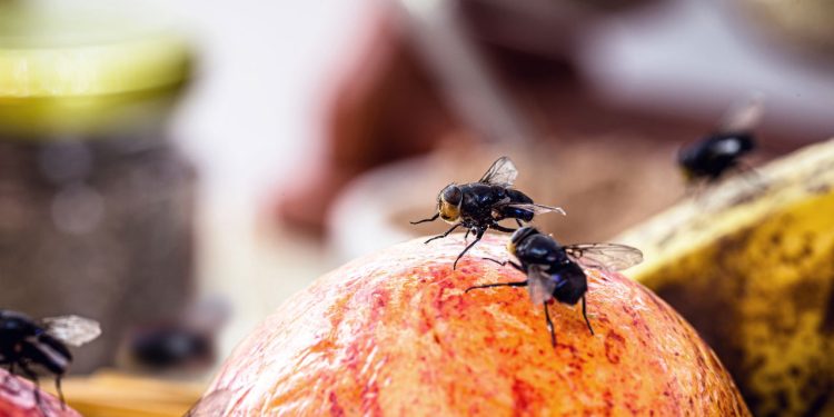 Moscas nas frutas? Resolva isso hoje mesmo com 3 passos simples!