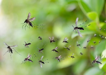 Conheça 6 plantas que repelem mosquitos com um cheiro perfumado sem depender de produtos químicos