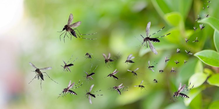 Conheça 6 plantas que repelem mosquitos com um cheiro perfumado sem depender de produtos químicos