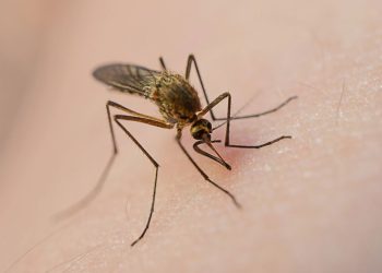 O que você bebe pode estar deixando sua pele irresistível para mosquitos