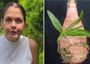 Ana Paula Lino, jardineira "Orquídeas na garrafa"