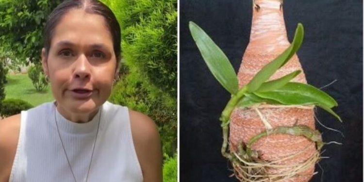 Ana Paula Lino, jardineira "Orquídeas na garrafa"