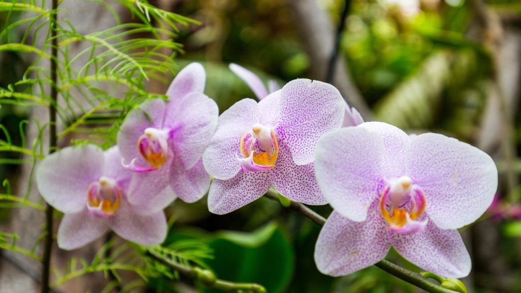 Orquídeas / Créditos: depositphotos.com / DaLiu