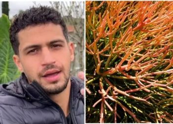 Rafael Barbosa, "Planta magnífica que poucos usam nos seus jardins"