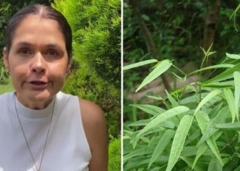 Ana Paula Lino, "Pariri, a planta milagrosa"