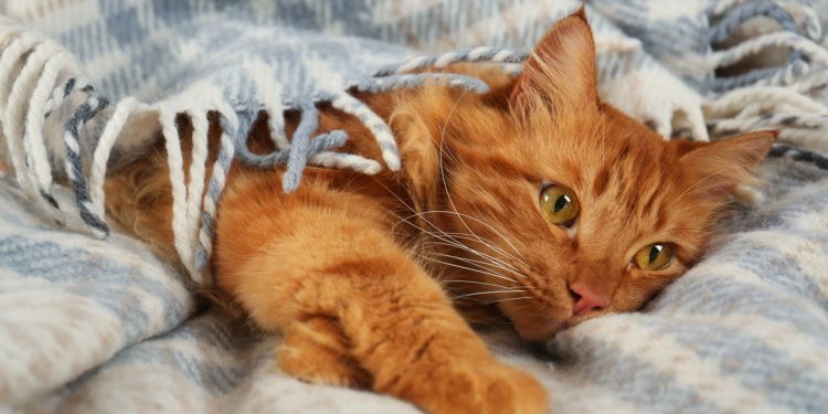 Onde os gatos devem dormir no frio para evitar riscos de saúde segundo especialistas