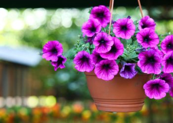 A flor que está conquistando jardineiros por sua beleza e praticidade
