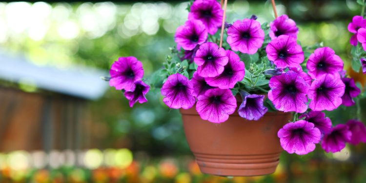 A flor que está conquistando jardineiros por sua beleza e praticidade