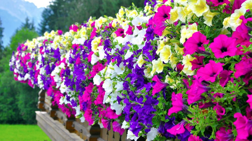 A flor que está conquistando jardineiros por sua beleza e praticidade