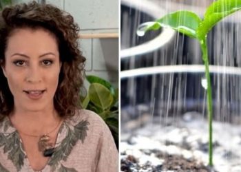 Carol Costa, "Excesso de água também pode causar murchamento das folhas das plantas"