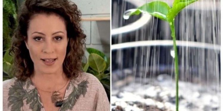 Carol Costa, "Excesso de água também pode causar murchamento das folhas das plantas"