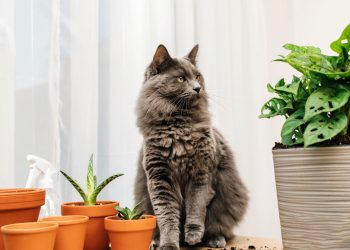 As plantas mais perigosas para gatos que todo dono precisa saber