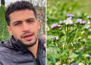 Rafael Barbosa, "Planta medicinal com flores lindas"