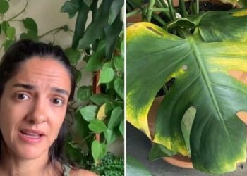 Letícia Bueno, "Por que plantas de meia sombra foi queimada pelo sol?"