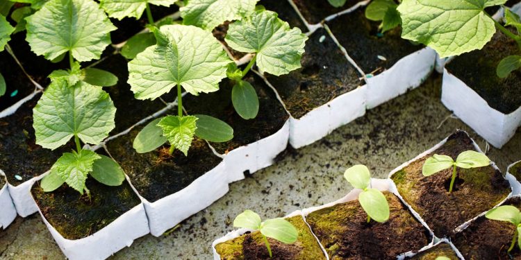 As hortaliças mais resistentes e fáceis de plantar em junho