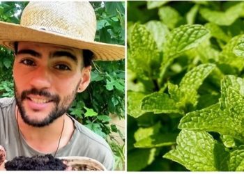 Paulo de Jesus, “3 espécies super fáceis de cultivar”