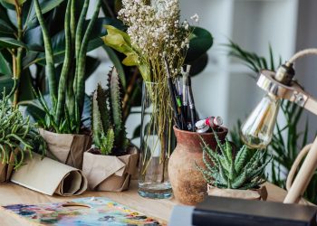 As melhores plantas para decorar sua sala com elegância e pouco cuidado