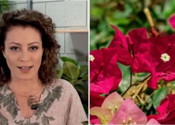 Carol Costa, "Como cuidar da primavera?"