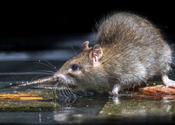 O que acontece quando você coloca cebola nos cantos da casa