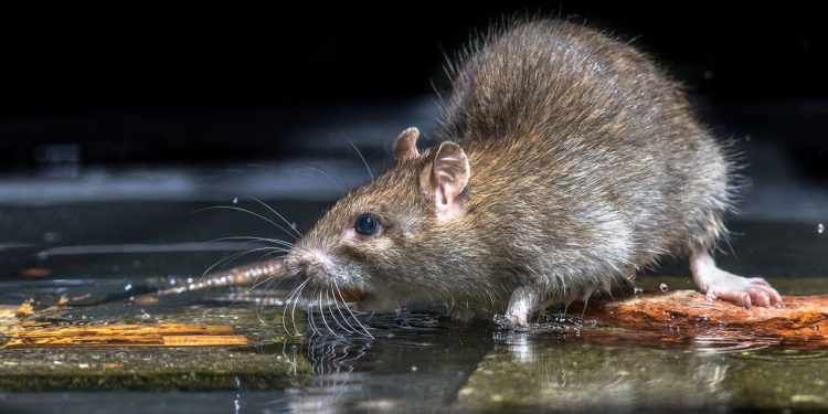 O que acontece quando você coloca cebola nos cantos da casa