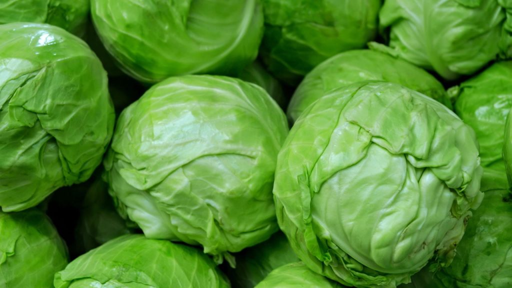 O método mais eficiente para cultivar repolho mesmo em espaços pequenos