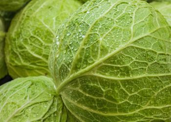 O método mais eficiente para cultivar repolho mesmo em espaços pequenos