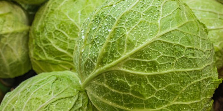 O método mais eficiente para cultivar repolho mesmo em espaços pequenos