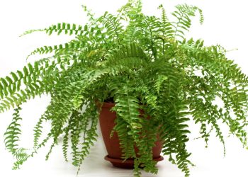 cuidados essenciais para ter uma samambaia verde e cheia de vida