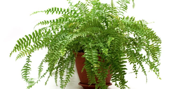 cuidados essenciais para ter uma samambaia verde e cheia de vida