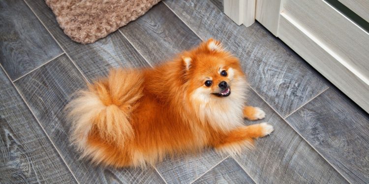 Eles são pequenos no tamanho, mas gigantes na inteligência canina