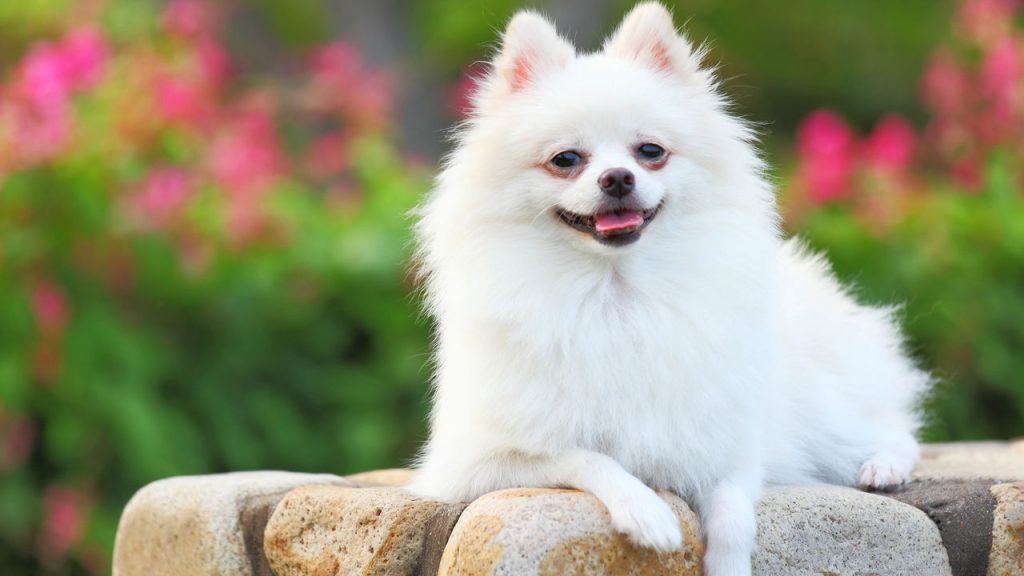 Quais são as raças de cães mais baratas e mais caras do Brasil?