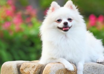 Esse cão virou obsessão nas redes e ninguém esperava por isso