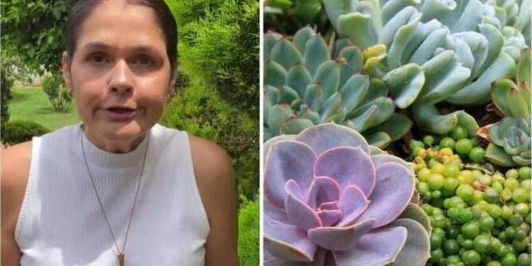Ana Paula Lino, "Replantando suculentas"