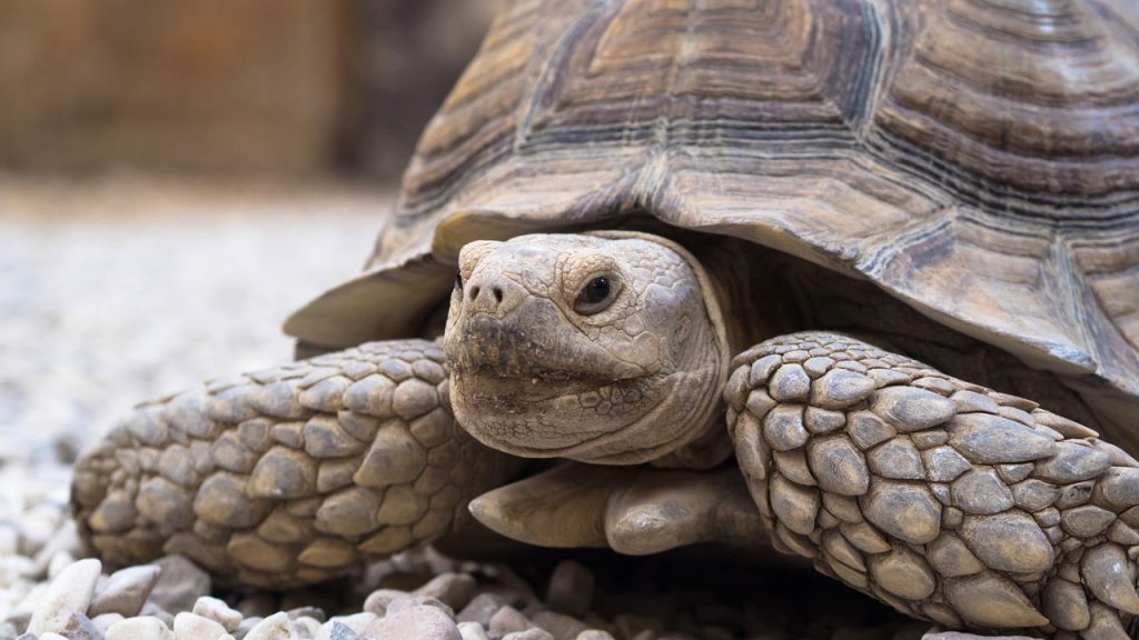 Qual animal te representa segundo a sua data de nascimento?