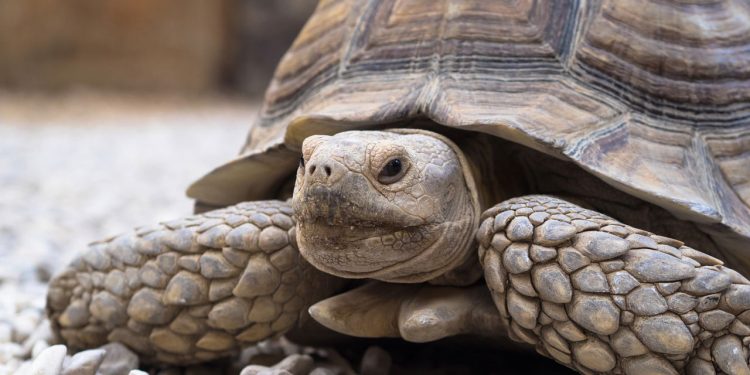 Qual animal você seria segundo a sua data de nascimento?