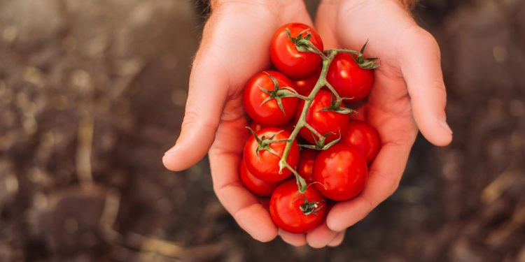 Produzir tomate sem estaca é possível e pode mudar sua rotina na horta