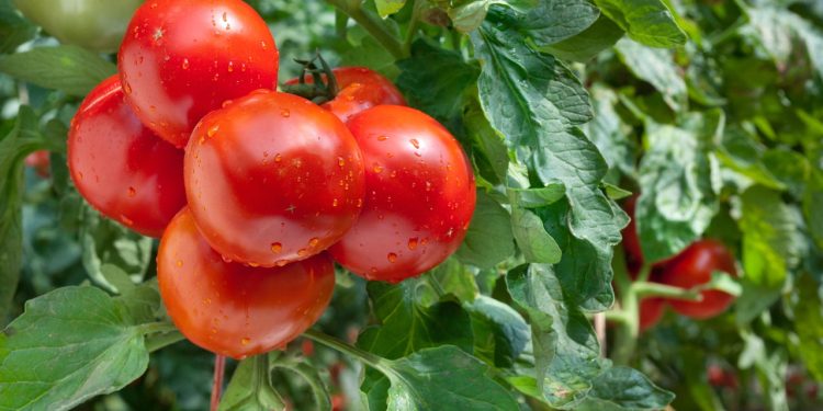 Saiba como plantar tomates em sua casa de fora saudável e sem agrotóxicos / Créditos: depositphotos.com / fotokostic