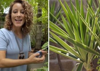 Carol Costa, "1 planta, 25 usos"
