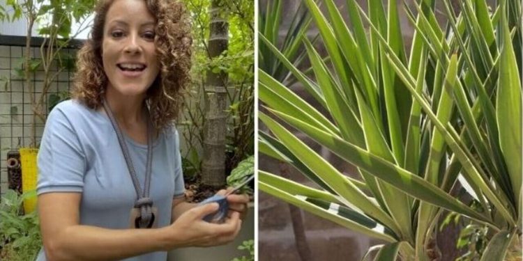 Carol Costa, "1 planta, 25 usos"
